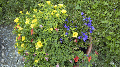 Pot de fleurs colorées