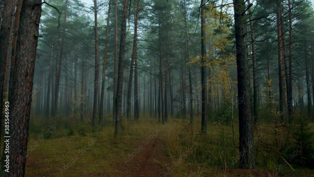 Walking in the woods. Autumn in forest. The video can be used in movies, reportage, as footage, in a music video. Walking in the woods. Autumn in forest. The video can be used in movies, reportage, as footage, in a music video.