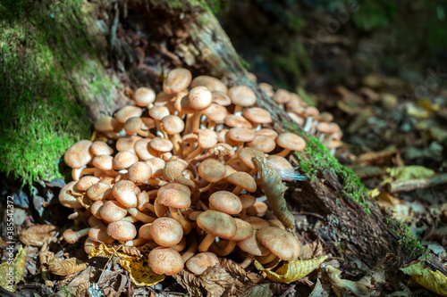 a group of mushrooms in the woods
