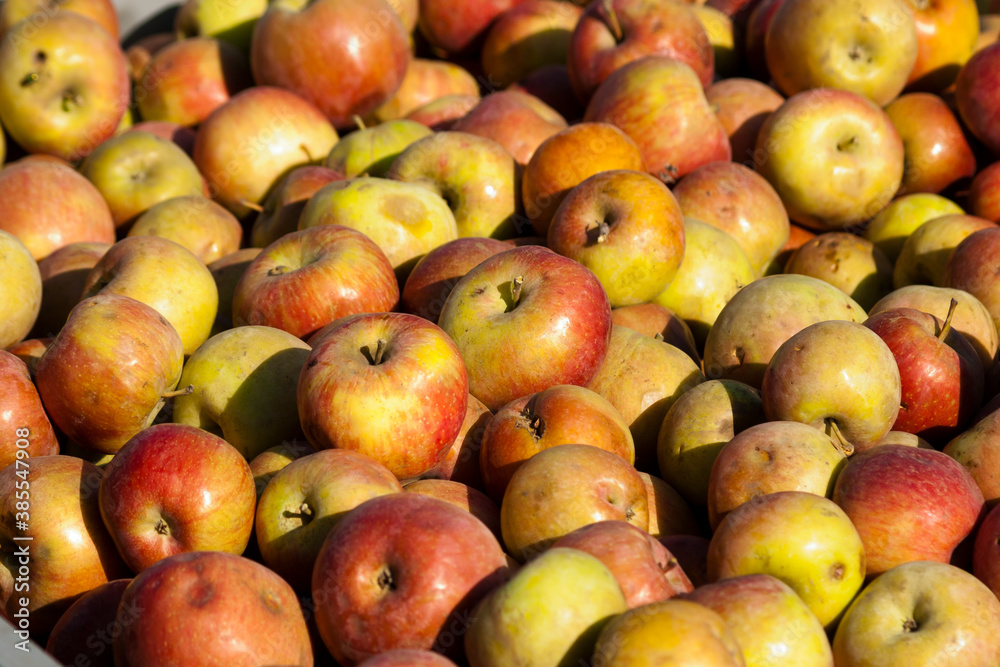Apples. The result of the harvest in the garden. Lots of apples are stacked in bulk during the harvest. Background from apples Apples. The result of the harvest in the garden. Lots of apples are stacked in bulk during the harvest. Background from apples
