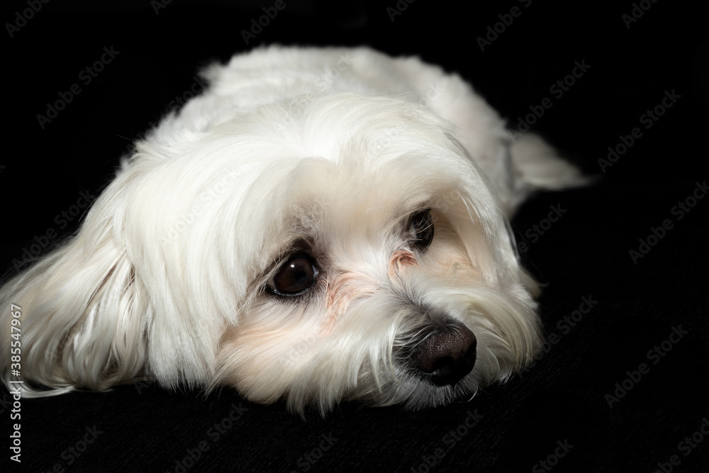 Portrait of dog posing lying down
Portrait of dog posing lying down