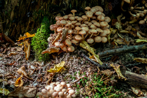 a group of mushrooms in the woods