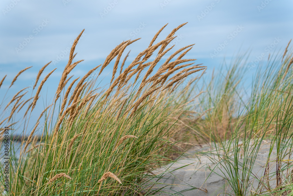 Tall grass on the beach - obrazy, fototapety, plakaty 