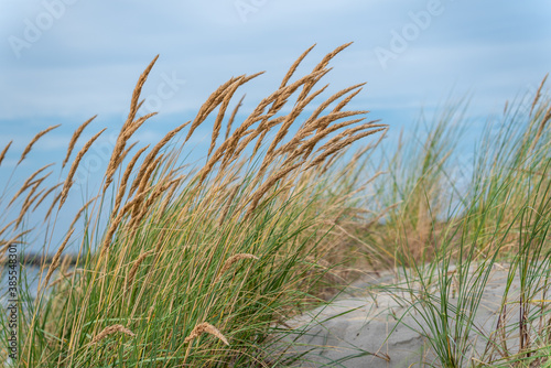 Tall grass on the beach