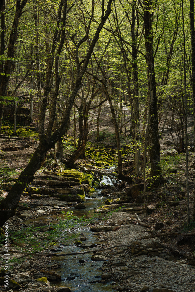 stream in the forest