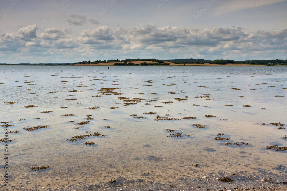 Seaweed at Low Tide