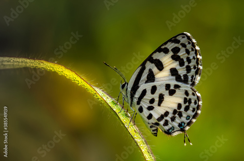 Common Pierrot with dew drops sitting on grassblade