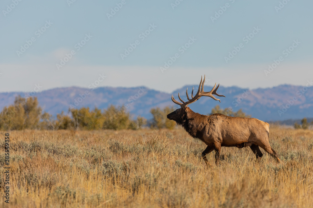 Bull Elk in the fall Rut in Wyoming