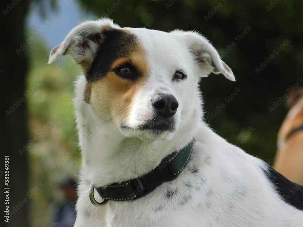 jack russell terrier