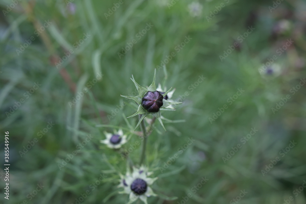 Cosmos flowers buds on blurred green background Cosmos flowers buds on blurred green background