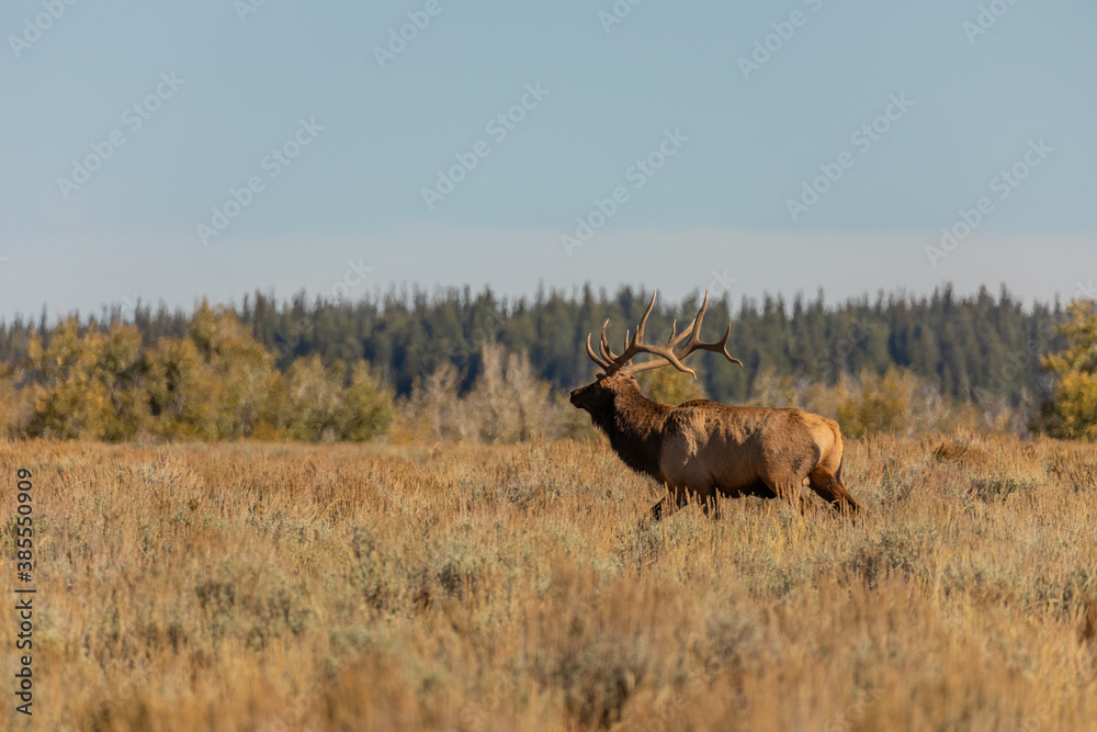 Naklejka premium Bull Elk in the fall Rut in Wyoming