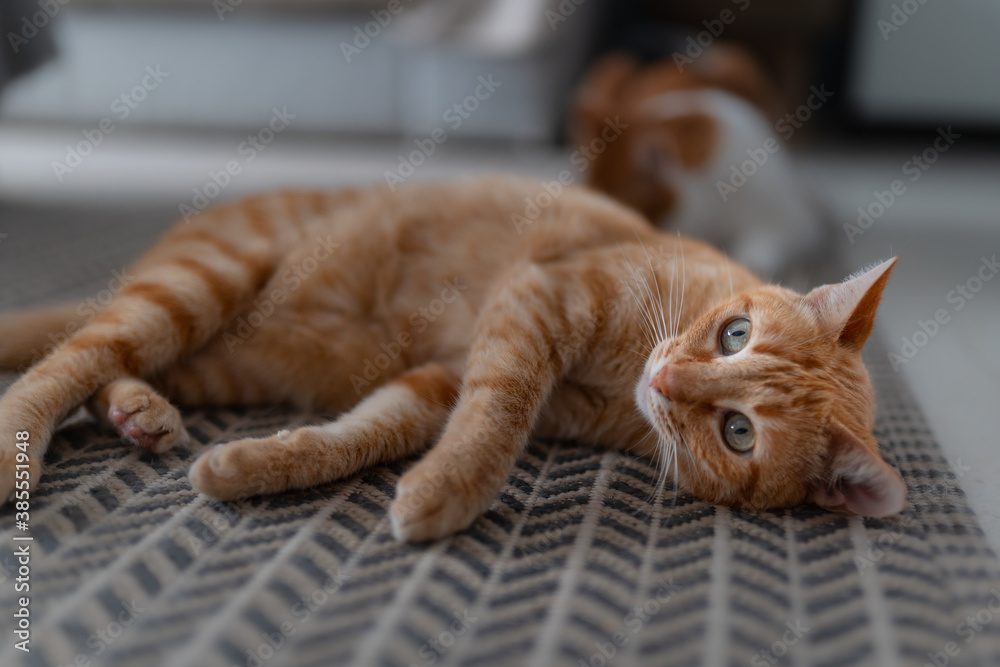 gato atigrado de color marron con ojos verdes se acuesta sobre la ...
