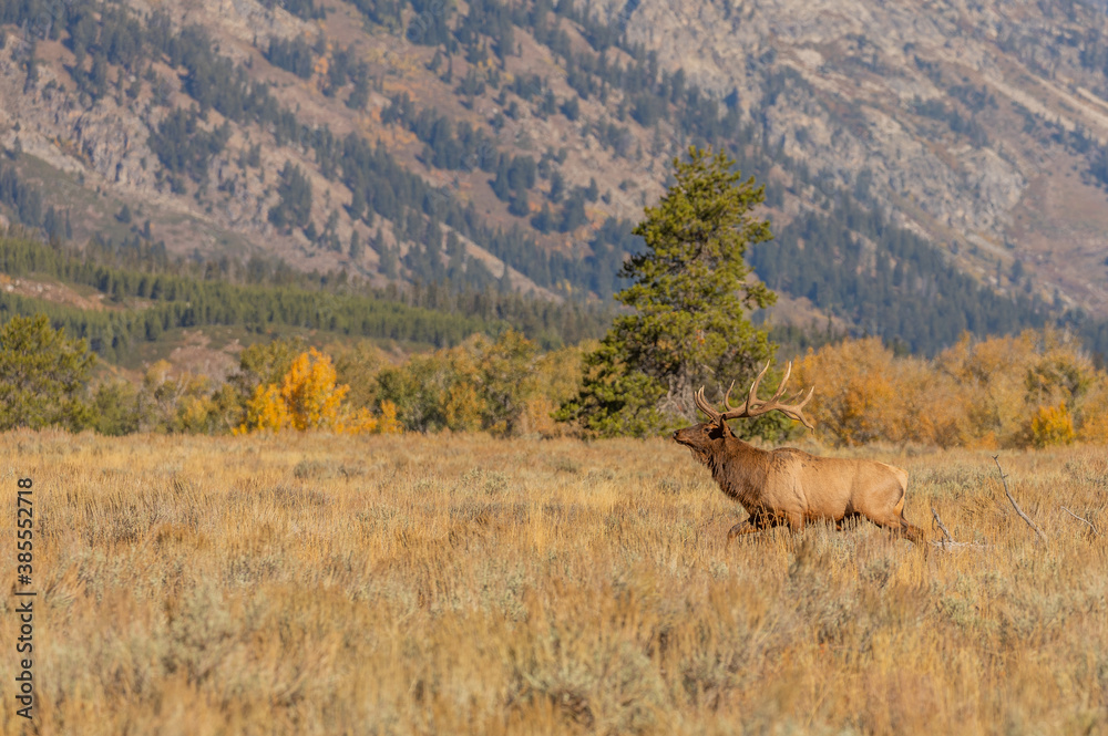 Fototapeta premium Bull Elk in Autumn in Wyoming