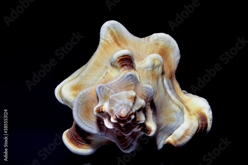 Sea shell from Sri Lanka on a black background