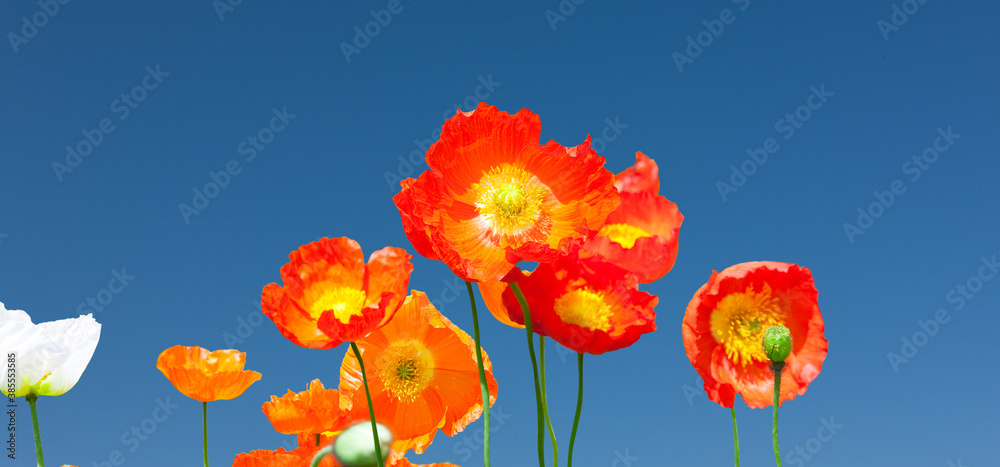 Obraz premium ポピーの花畑