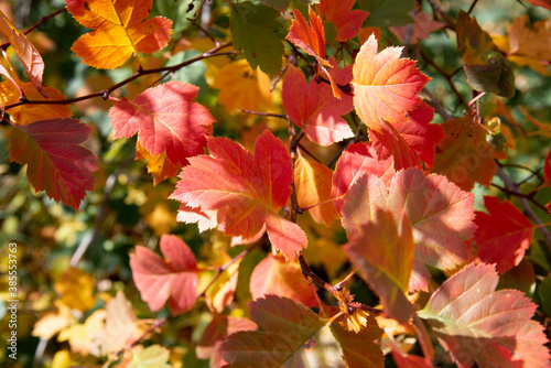 Close-up of yellow and red autumn leaves on a blurry background of trees