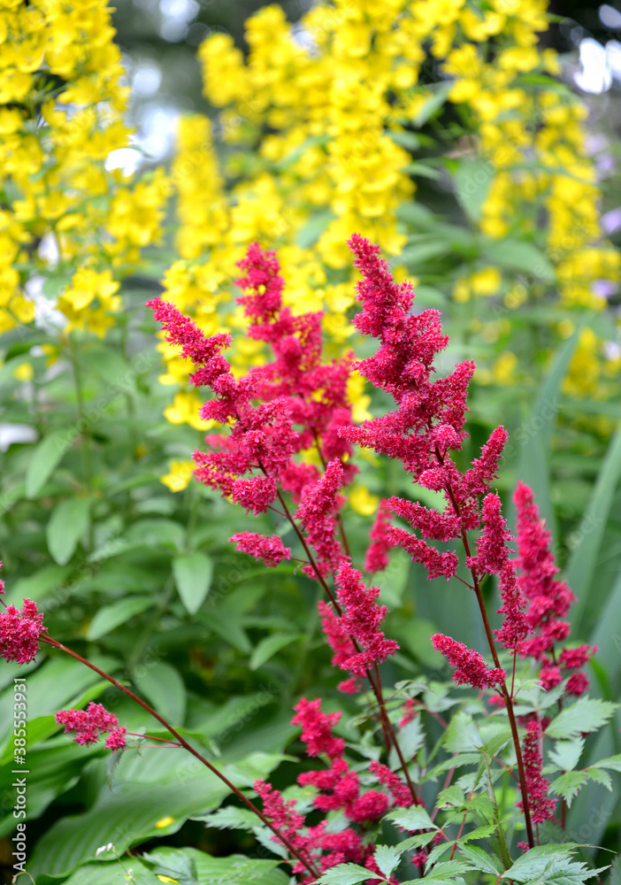 Astilba Japanese, Vesuvius variety and garden loosestrife in flower garden Astilba Japanese, Vesuvius variety and garden loosestrife in flower garden