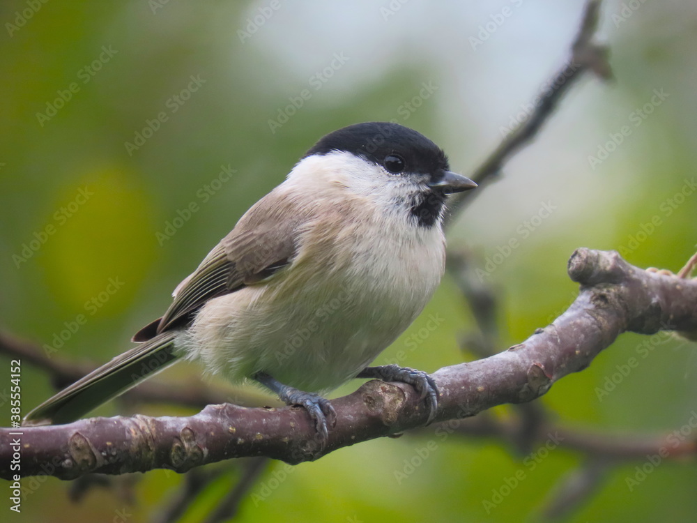 Marsh tit (Poecile palustris) posing on an oblical tree branch, perching and looking towards the camera. Beautiful creamy calm clear natural looking blurry background behind the bird. Marsh tit (Poecile palustris) posing on an oblical tree branch, perching and looking towards the camera. Beautiful creamy calm clear natural looking blurry background behind the bird.