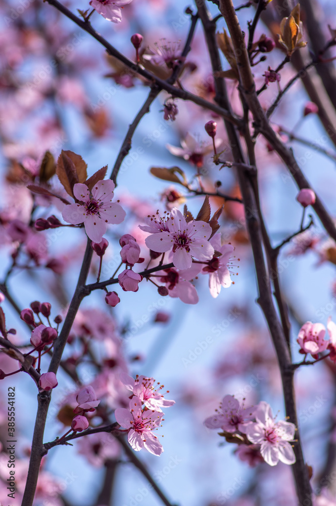 Canadian black plum Prunus nigra light pink flowers in bloom, beautiful flowering ornamental shrub with brown red leaves Canadian black plum Prunus nigra light pink flowers in bloom, beautiful flowering ornamental shrub with brown red leaves