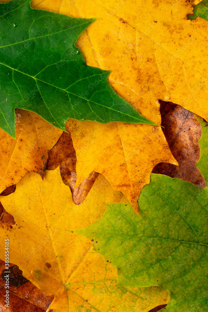 Colorful autumn leaves for background, portrait orientation