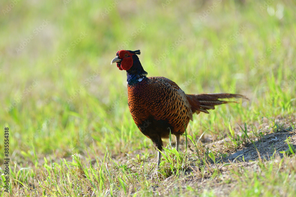 Portrait of a common pheasant on a green meadow in spring during rut Portrait of a common pheasant on a green meadow in spring during rut