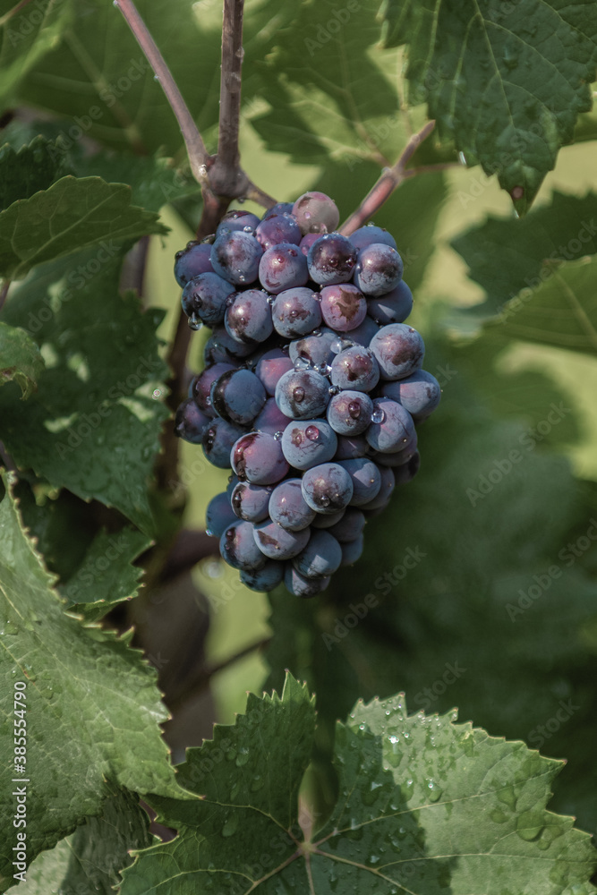 Fototapeta premium Large Bunch of ripe grapes