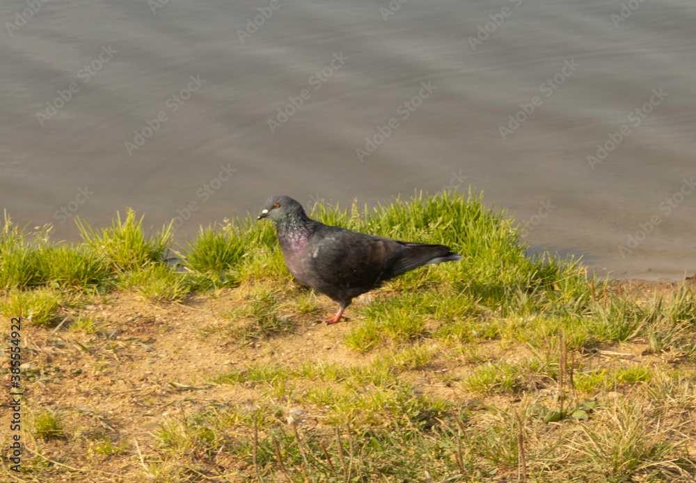 Fototapeta premium Pigeon on the bank of the river