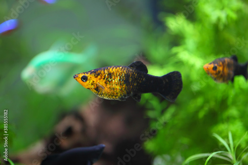 Lyretail molly Poecilia latipinna aquarium fish  in the fish tank(aquarium)