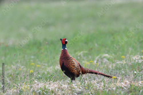 Portrait of a common pheasant on a green meadow in spring during rut
