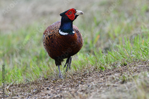 Portrait of a common pheasant on a green meadow in spring during rut