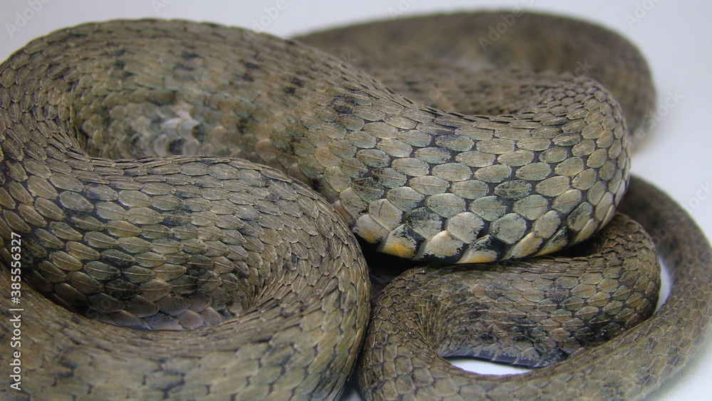 Obraz premium Pattern water snake skin abstract. textured on a white background. snake isolated. Closeup of water snake is a non venomous. Veterinarian exotic. Veterinarian wildlife. veterinary medicine. Reptile.