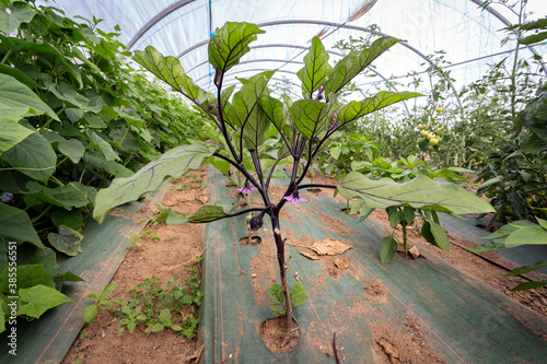 Young Eggplant (Solanum melongena) plant growing in rows next to Cucumber and Paprika plants indoors in a greenhouse tunnel in mulch covered with a ground cover, weed mat or soil cover.
