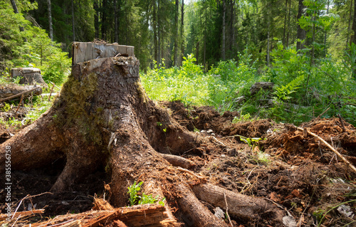 A tree stump in the woods.Exploitation of pine forests leads to deforestation, endangering the environment .