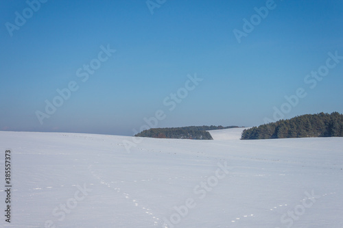 Winter, minimalist landscape with trees. Background © Roman