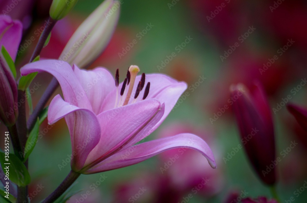 close up of pink flower close up of pink flower