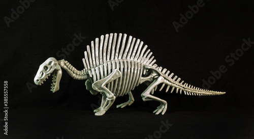 A spinosaurus skeleton model on black background. © vadim