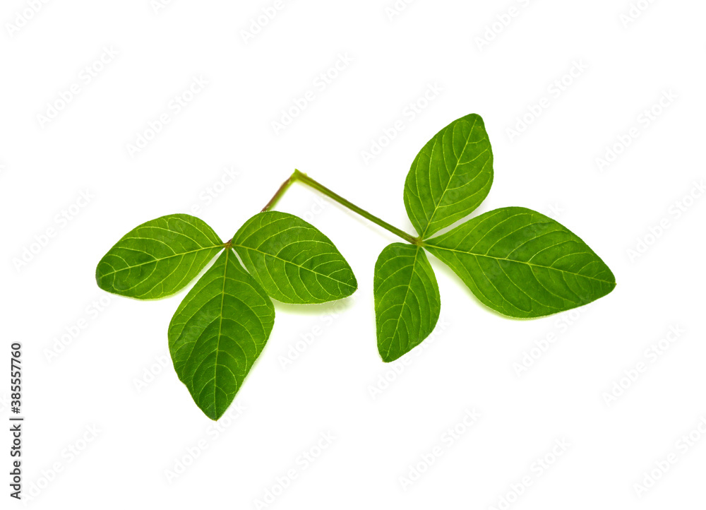 Fresh green leaves branch isolated on white background Fresh green leaves branch isolated on white background