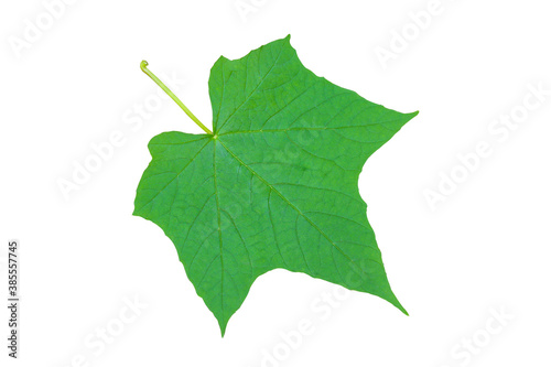 Green leaves isolated on white background clipping paths