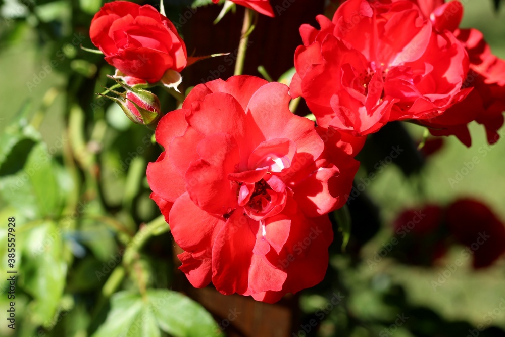 Red Rose Red Rose