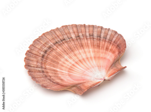 Scallops shell