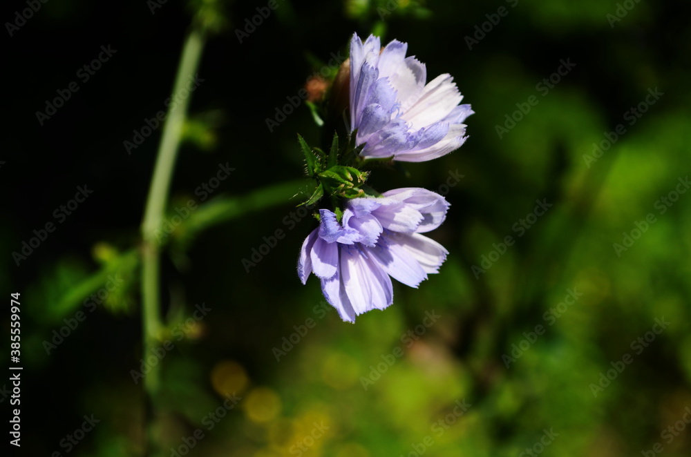 Fototapeta premium Bright flowers of chicory on the background of the summer landscape.