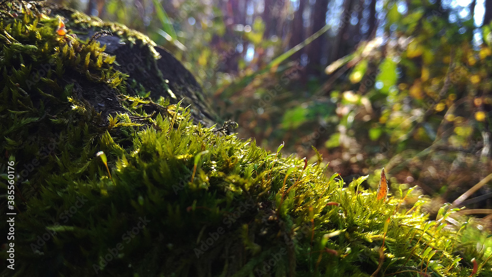 Fototapeta premium moss in the sun