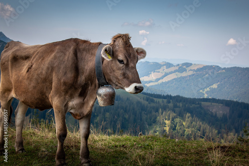 Kuh am Steineberg auf der Nagelfluhkette in den Allgäuer Alpen