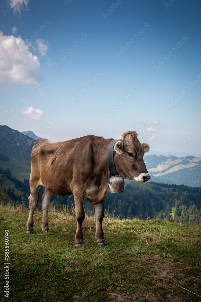 Kuh am Steineberg auf der Nagelfluhkette in den Allgäuer Alpen