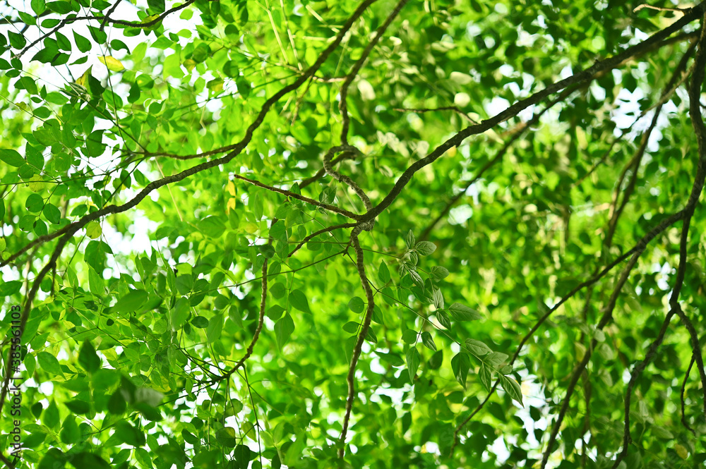 Green tree leave on white in garden; clear sky. Green tree leave on white in garden; clear sky.