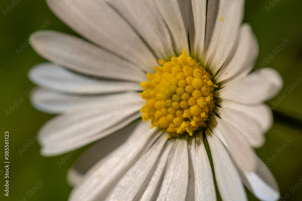 Details in der Blüte eines Gänseblümchen (lat. Bellis perennis), nahes Makro Details in der Blüte eines Gänseblümchen (lat. Bellis perennis), nahes Makro