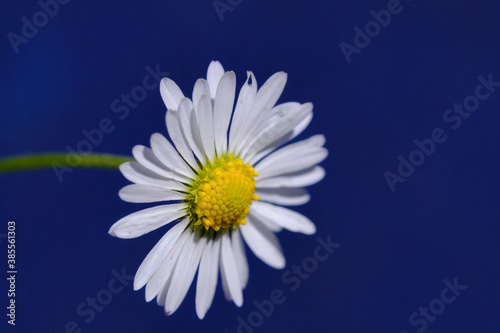 G  nsebl  mchen  lat. Bellis perennis   seitlich freigestellt vor blauem Hintergrund