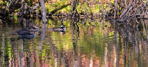 Hooded Merganser Swimming in Pond