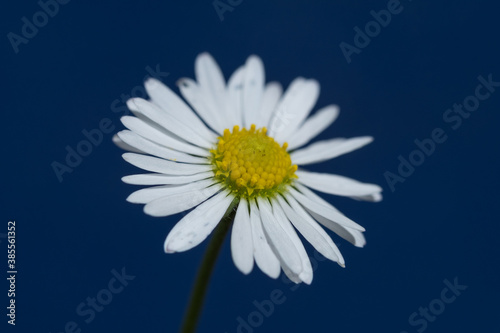 Detail / Makro der Blüte eines Gänseblümchen (lat. Bellis perennis), freigestellt vor dunkelblauem Hintergrund