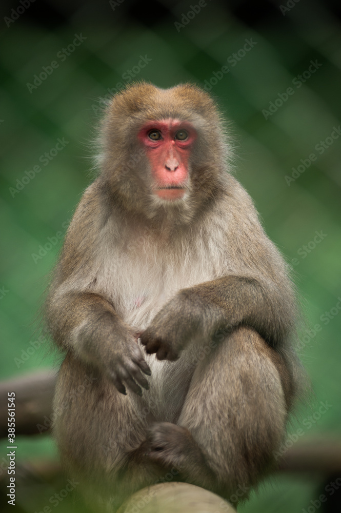 Japanese monkey